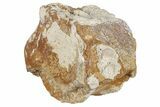 Fossil Titanothere (Megacerops) Vertebra - South Dakota #198215-1